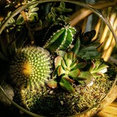 Sunshine Botanical Designs's profile photo
