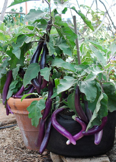 Traditional Landscape by Steve Masley Consulting and Design