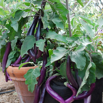 Container Vegetable Gardens