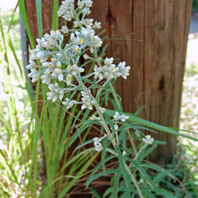 DRY GROUND PLANTS