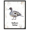 Northern Pintail Bird Canvas Print, 7"x9"