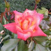 Kimberly Weber's photo