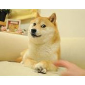 Pedro Amorim's photo