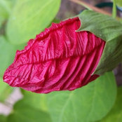 AmAtHomes billede