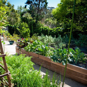 Fresh Organic Herbs and Veggies