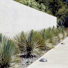 plants