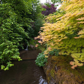 Woodland pond