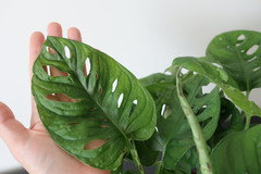 Calling Monstera lovers and experts - obliqua leichtlinii? -ID, Health |  Houzz Forum