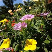 Nancy Young's photo