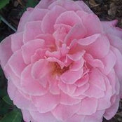 Kim Dillow's photo