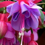 Sema Akbayram's photo