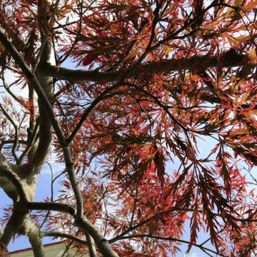 Individueller Gartenteil im asiatischen Stil