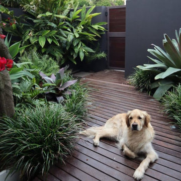 Tropical front garden design Sydney