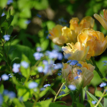 Residential Garden, Louisville, Est. 2006