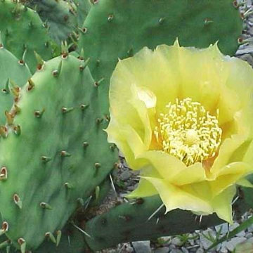 Prickly-Pear