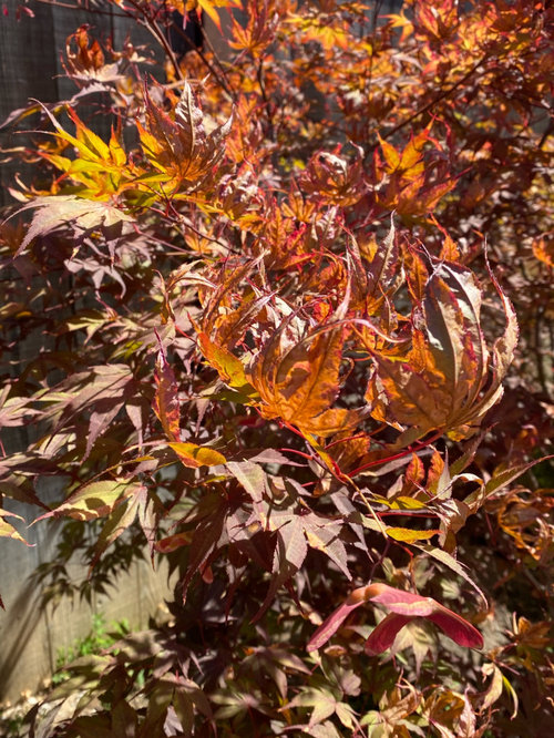Advice on sun scorched Japanese Maple (Zone 9b)