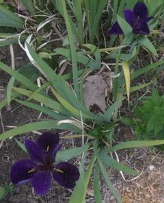 weerstand bieden Onmogelijk Twee graden Your favourite iris?