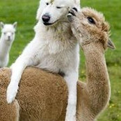 Lorrie Robertson's photo