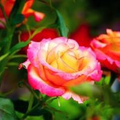 Hanh My's photo