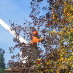 Crestwood Tree Services