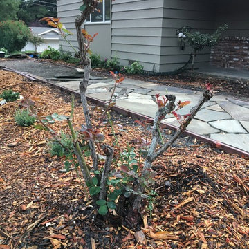 Front Yard Remodel