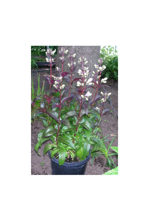 What Is This Plant Just Found This At The Local Lowe S Garden Centre No Tag And Expert There To Identify It I Bought Anyway Thanks In Advance