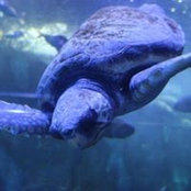 Marion Gauzin's photo