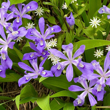 Iris cristata and stellaria