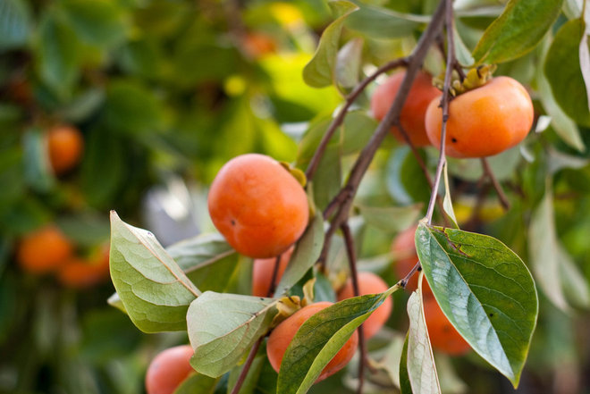 Classico Giardino Persimmon Tree