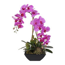 plants