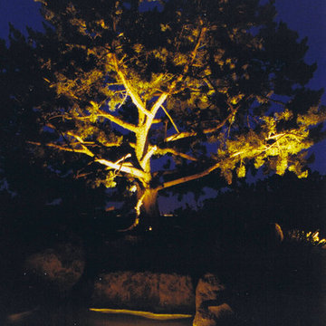 Highlight the structure of the tree with uprights