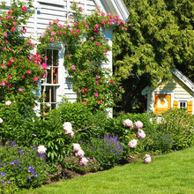 back yard