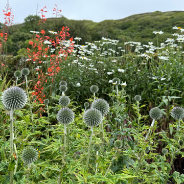 Border Garden