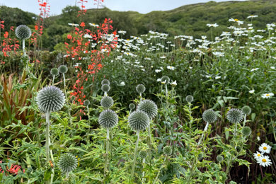 Inspiration for a transitional full sun hillside flower bed in Boston for summer.