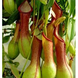Carnivorous Plants Nephentes - Products