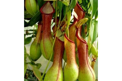 Carnivorous Plants Nephentes