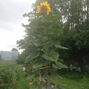 Annie Foos's photo