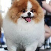 Irina Belokryletskaya's photo