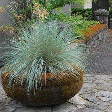 Front Yard Landscaping