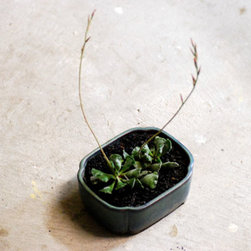 Planted decor - Home Decor