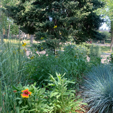 naturalizing front yard
