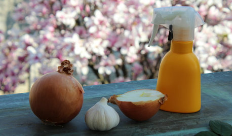 4 Antiparassitari per le Piante, Naturali e Fai da Te
