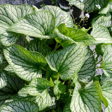 Garden Ideas