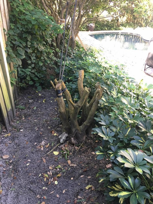 My Ligustrums are dying off! Why?