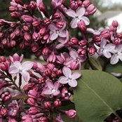 Dawn Morong's photo