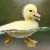 Foto von Terri Wallace