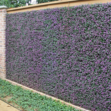 BOXWOOD LAVENDER