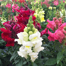 Current Featured Plants - Products