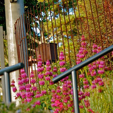 Fences & Gates