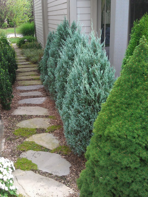 Upright Juniper Houzz